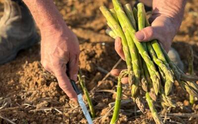 Eerste Spaanse oogst